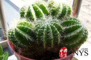 仙人掌吃瓜娱乐,仙人掌与瓜果的奇幻娱乐之旅