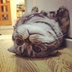 折耳猫娱乐吃瓜君,揭秘娱乐圈那些不为人知的幕后故事