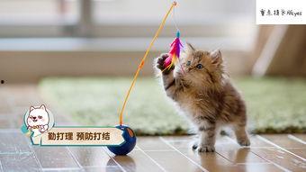 娱乐吃瓜酱猫咪视频大全